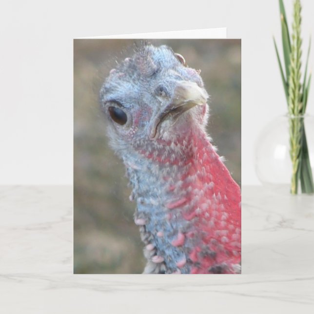 Cartes Pour Fêtes Annuelles Quoi ? Turquie confuse, Joyeux Noël (Devant)