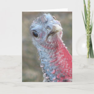 Cartes Pour Fêtes Annuelles Quoi ?  Turquie confuse, Joyeux Noël