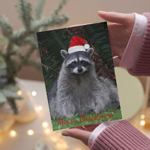 Cartes Pour Fêtes Annuelles Raccoon de Noël à Santa Hat Photo