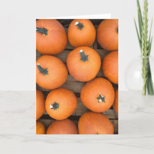 Cartes Pour Fêtes Annuelles Rangs de citrouilles