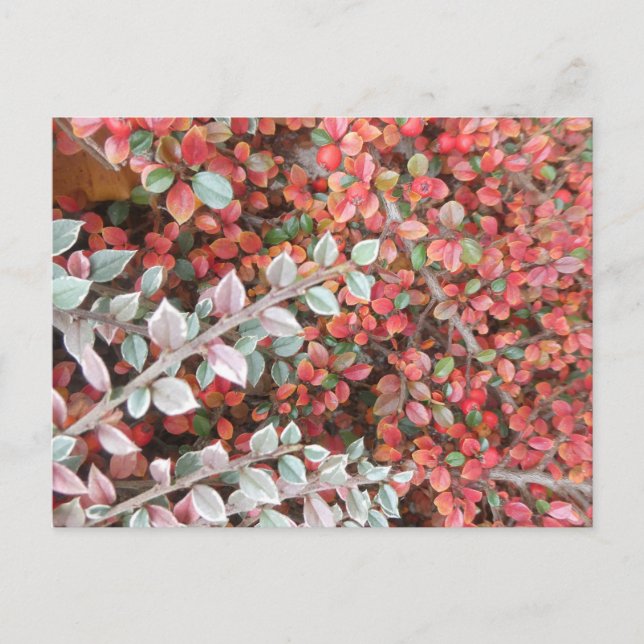 Cartes Pour Fêtes Annuelles Red and Green Leaves DIY Postcard (Devant)
