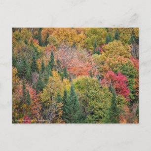 Cartes Pour Fêtes Annuelles Red Orange Bush