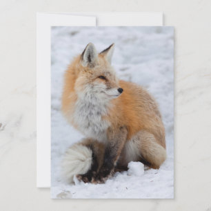 Cartes Pour Fêtes Annuelles Renard cascade en neige