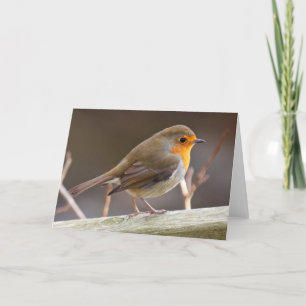 Cartes Pour Fêtes Annuelles Robin européen convivial