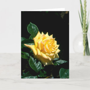 Cartes Pour Fêtes Annuelles Rose à thé hybride Grandpa Dickson