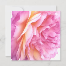 Rose anglaise rose Fleur Pétales floraux Vide