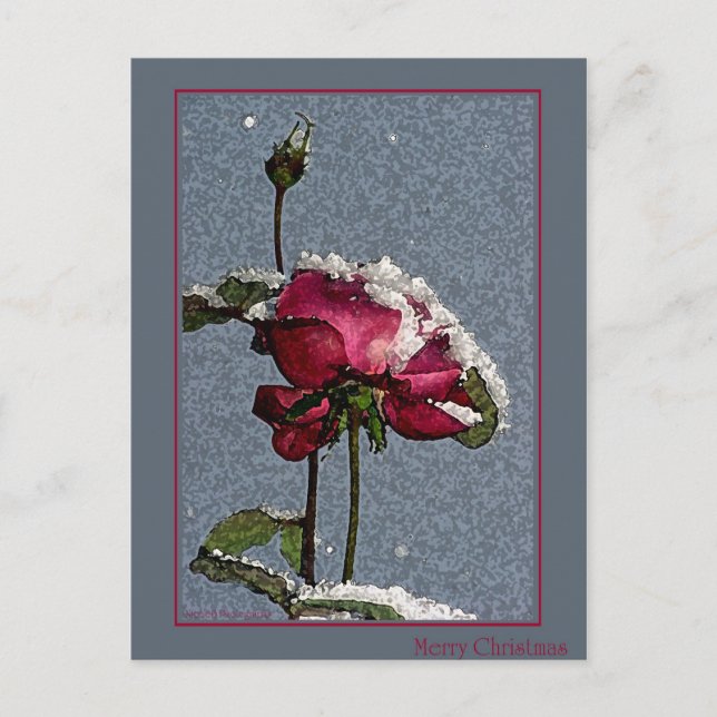 Cartes Pour Fêtes Annuelles Rose de Noël (Devant)