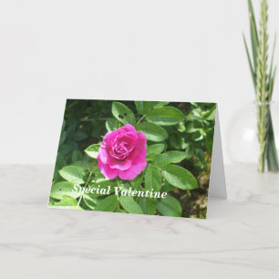 Cartes Pour Fêtes Annuelles Rose de Saint-Valentin pour quelqu'un de spécial
