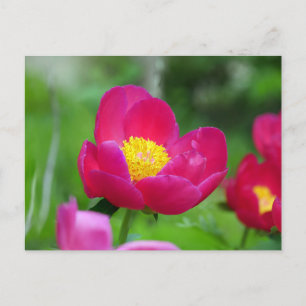 Cartes Pour Fêtes Annuelles Rose rose chaud