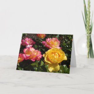 Cartes Pour Fêtes Annuelles Rose, Rose, Rose !