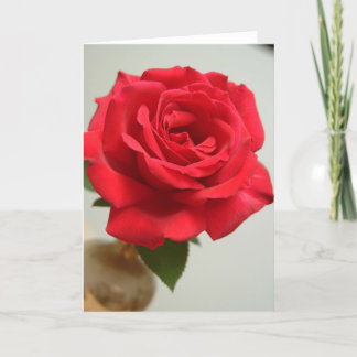 Cartes Pour Fêtes Annuelles rose rouge
