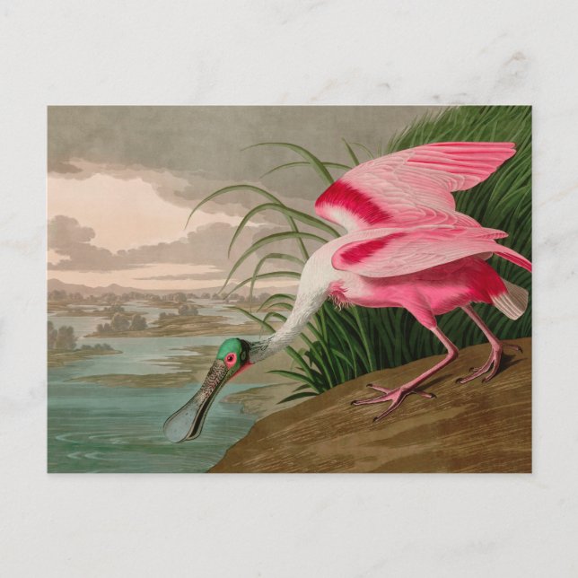 Cartes Pour Fêtes Annuelles Rose Spoonbill Birds of America Audubon Print (Devant)