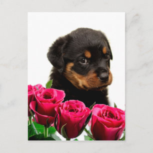 Cartes Pour Fêtes Annuelles Rose Valentin Rottweiler Puppy