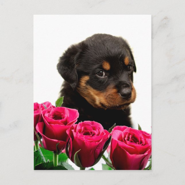 Cartes Pour Fêtes Annuelles Rose Valentin Rottweiler Puppy (Devant)