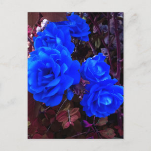 Cartes Pour Fêtes Annuelles Roses bleu électrique