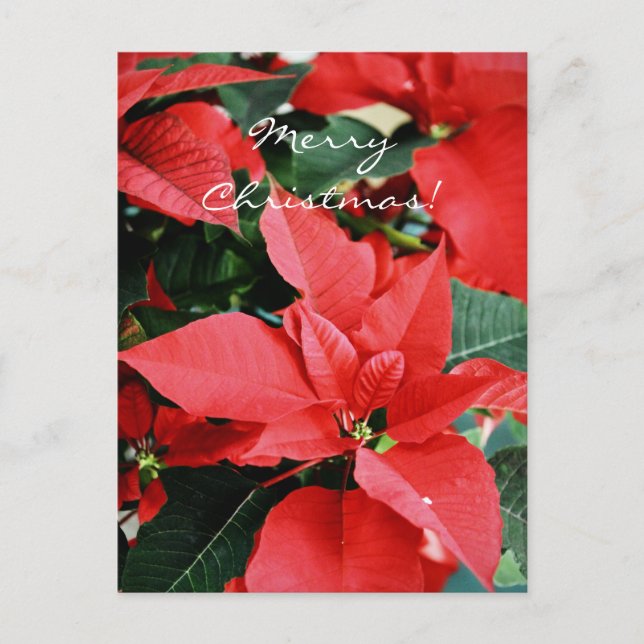 Cartes Pour Fêtes Annuelles Rouge clair Poinsettia Noël (Devant)