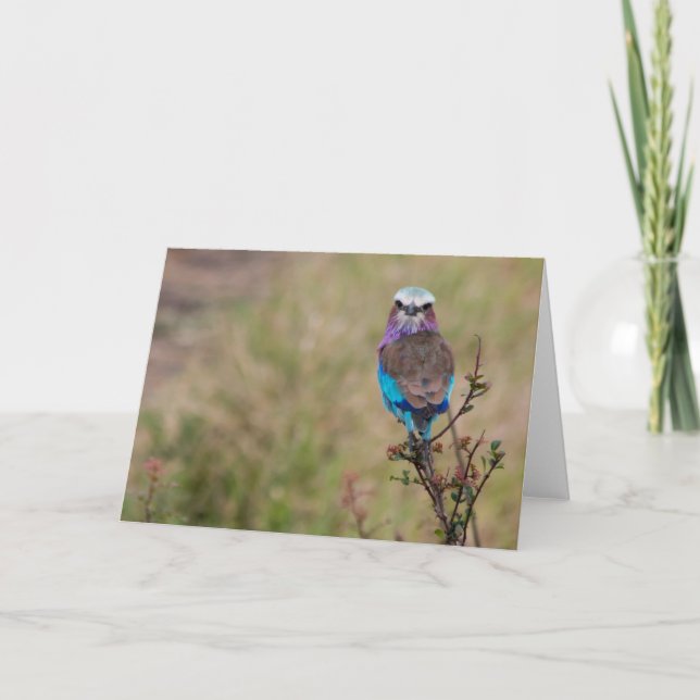 Cartes Pour Fêtes Annuelles Rouleau à poitrine Lilac, Tanzanie (Devant)