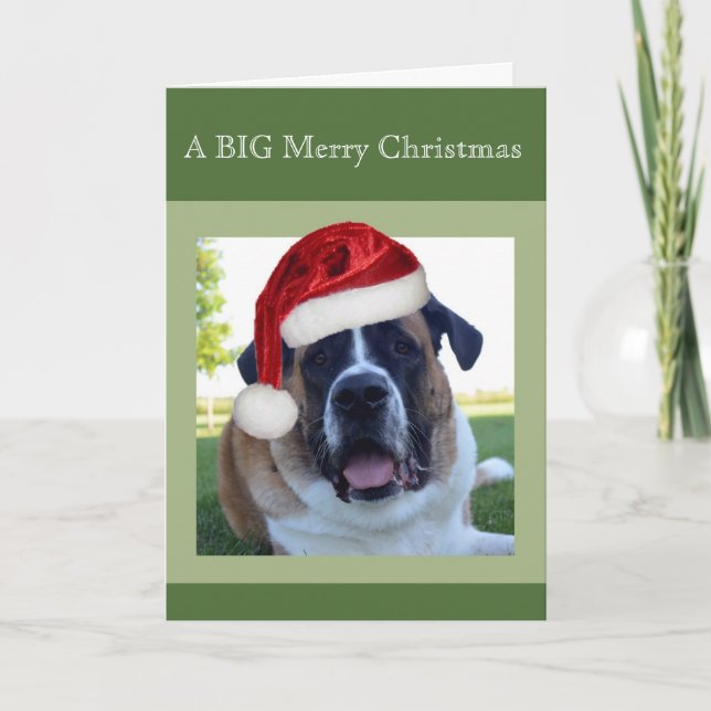 Cartes Pour Fêtes Annuelles Saint Bernard "Big" Joyeux Noël (Devant)
