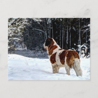 Cartes Pour Fêtes Annuelles Saint Bernard snow photographic Christmas greeting