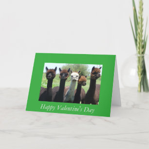 Cartes Pour Fêtes Annuelles Saint-Valentin d'alpaga