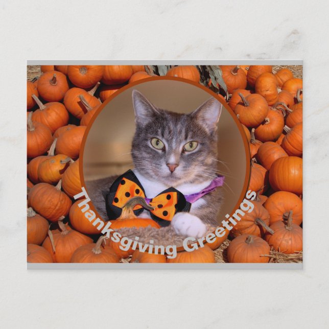 Cartes Pour Fêtes Annuelles Salutations d'action de grâces avec chat (Devant)