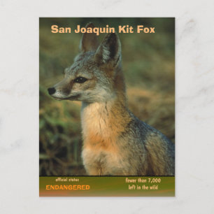 Cartes Pour Fêtes Annuelles San Joaquin Kit Fox est en danger -