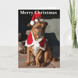 Cartes Pour Fêtes Annuelles Santa Dog