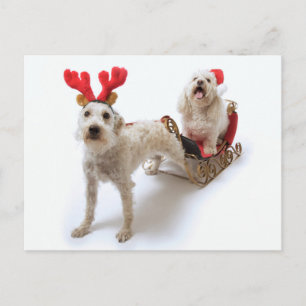 Cartes Pour Fêtes Annuelles schnoodle blanc debout avec noël rouge