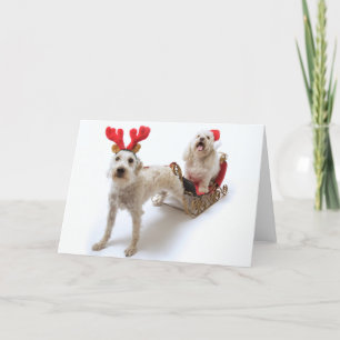Cartes Pour Fêtes Annuelles schnoodle blanc se tenant avec Noël rouge