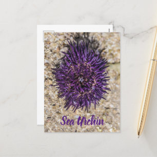 Cartes Pour Fêtes Annuelles Sea Urchin Ocean Beach Vacances Souvenir d'été