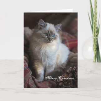Cartes Pour Fêtes Annuelles Seal Tabby Ragdoll