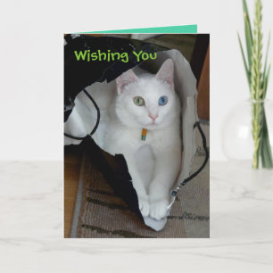 Cartes Pour Fêtes Annuelles Serenity bagged holiday card