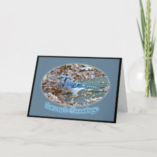 Cartes Pour Fêtes Annuelles Série de vœux de la saison du Geai bleu