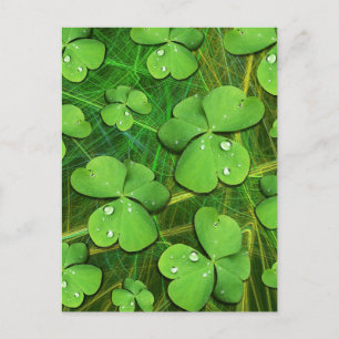 Cartes Pour Fêtes Annuelles Shamrock vert St Patrick iPhone 5 Coque-Mate