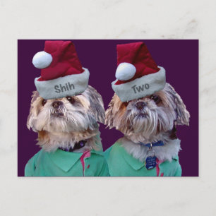 Cartes Pour Fêtes Annuelles Shih Tzues Shih Two Christmas Grey Card