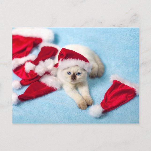 Cartes Pour Fêtes Annuelles Siamese Kitten : Chapeaux de Père Noël (Devant)