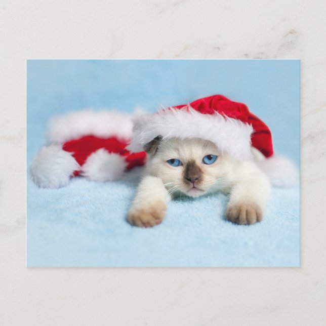 Cartes Pour Fêtes Annuelles Siamese Kitten : Christmas Kitty (Devant)
