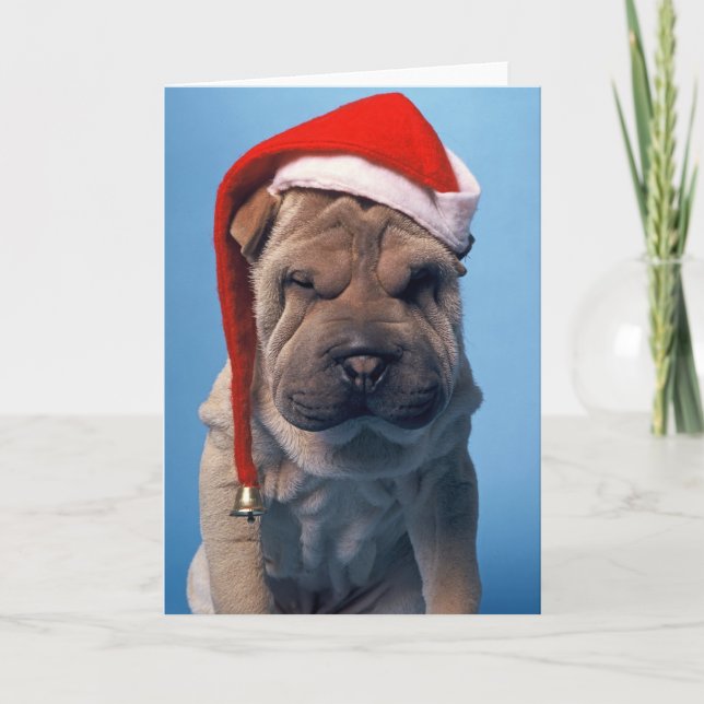 Cartes Pour Fêtes Annuelles Sleepy Shar Pei x mas Chien Noël (Devant)