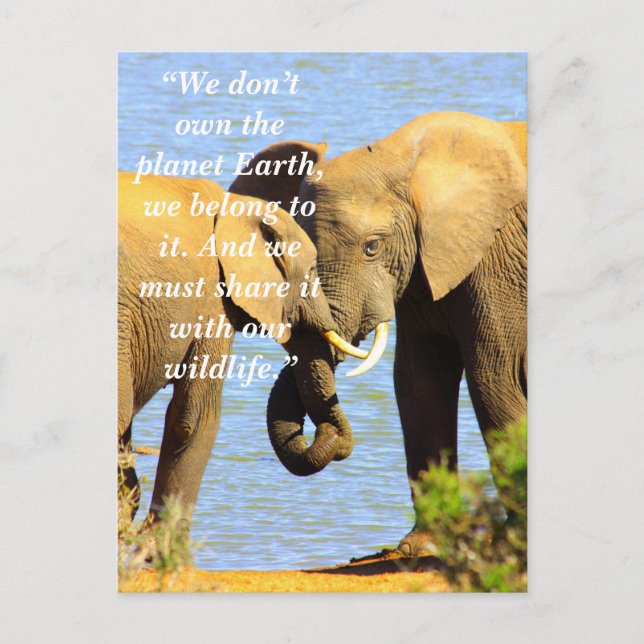 Cartes Pour Fêtes Annuelles Slogan Personnalisé/Conservation L'Amour Des Éléph (Devant)