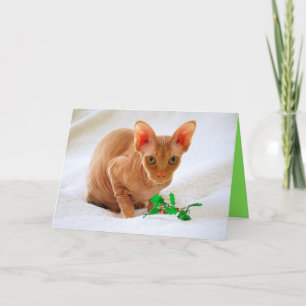 Cartes Pour Fêtes Annuelles Sphinx Chat Holly Joyeux Noël