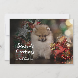 Cartes Pour Fêtes Annuelles Spitz de Pomeranian, chiot de Noël