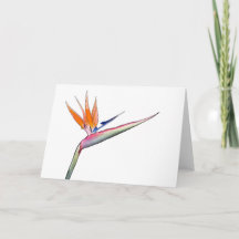 Strelitzia Card