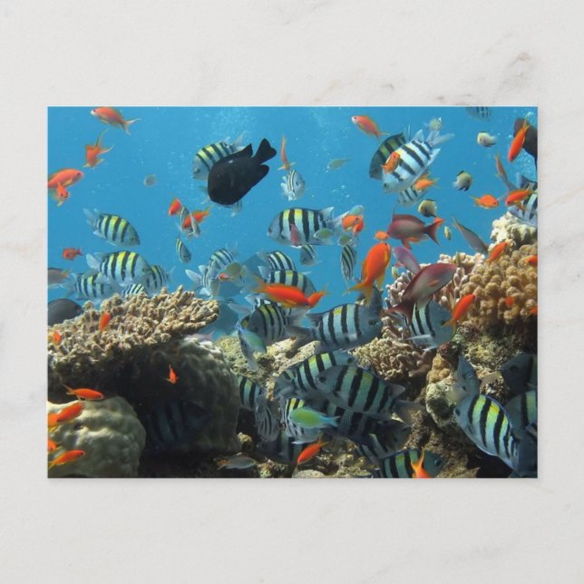 Cartes Pour Fêtes Annuelles Stripey Poisson Tropical Coral Chaos (Devant)