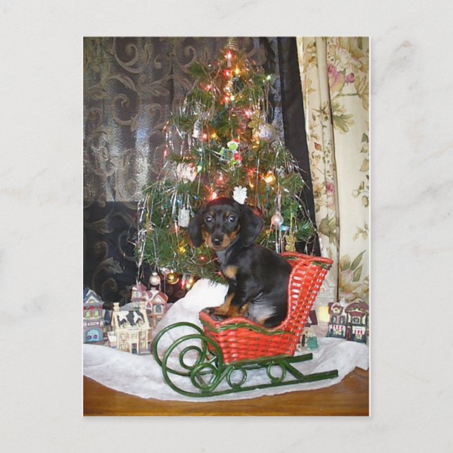 Cartes Pour Fêtes Annuelles Style Dachshund de Noël (Devant)