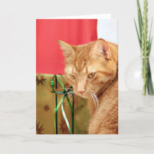 Cartes Pour Fêtes Annuelles Tabby orange Noël