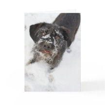 Terrier avec Noël neigeux de nez