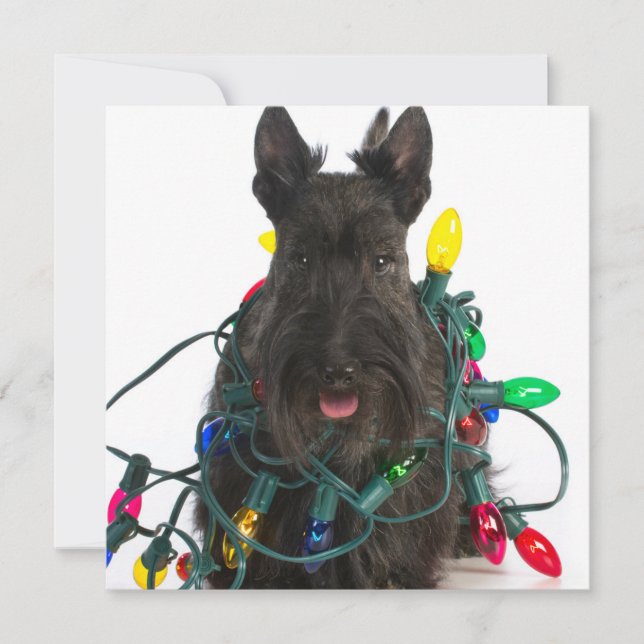 Cartes Pour Fêtes Annuelles Terrier écossais Tangé Dans Les Lumières De Noël (Devant)
