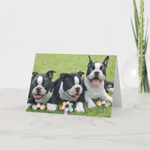 Cartes Pour Fêtes Annuelles terriers à boston de Pâques