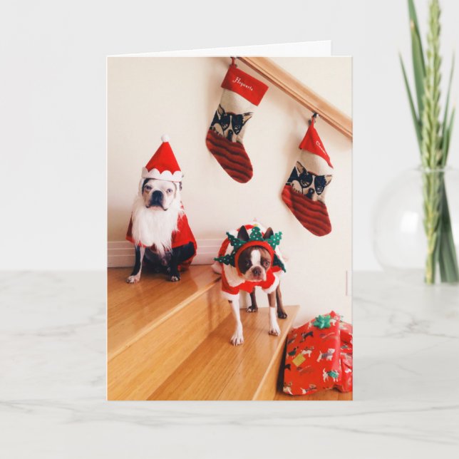 Cartes Pour Fêtes Annuelles Terriers de Boston dans des costumes de Noël (Devant)