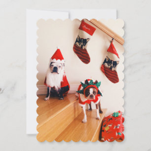 Cartes Pour Fêtes Annuelles Terriers de Boston dans des costumes de Noël